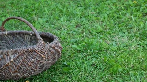 Filling empty basket with apples Video stock 68840554