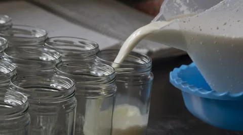 Filling of glass jars in the process of crafting yogurt with goat's milk  Stock Photos