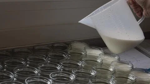 Filling of glass jars in the process of crafting yogurt with goat's milk Stock Photos