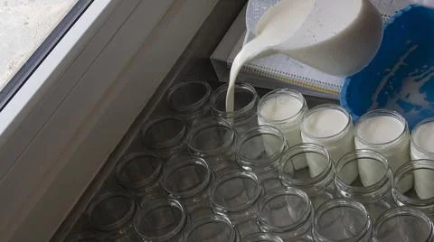 Filling of glass jars in the process of crafting yogurt with goat's milk Stock Photos