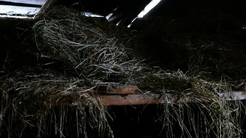 Filling the hayloft 動画素材 86197414