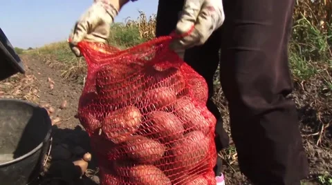 Filling net sack with potatoes Stock Footage 56496372