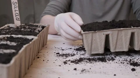 Filling peat pots with soil for planting seeds. Growing plants at home Stock Footage 228969163