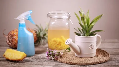 Filling self-made enzyme cleaner (1) Stock Footage 202234607