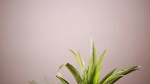 Filling self-made enzyme cleaner (6) Stock Footage 202234613