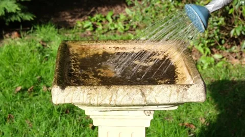 Filling Stone Birdbath with Fresh Water from Watering Can, Garden Maintenance Video stock 329960926