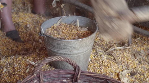 Filling a tin bucket with sweet corn crop beans Vídeo Stock 129162979