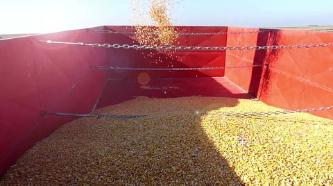 Filling trailer with corn Stock Footage 47849815