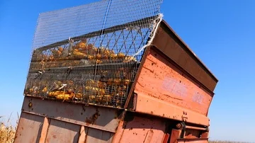 Filling trailer with corncobs during harvesting. Harvest of maize. Sunny fall da Stock Footage 85771844