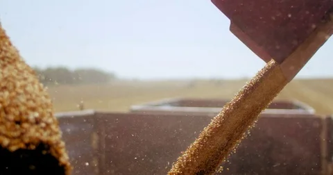 Filling of a trailer with crop Stock Footage 78879327