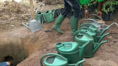 Filling watering cans for cocoa plants Stock Footage 80618812