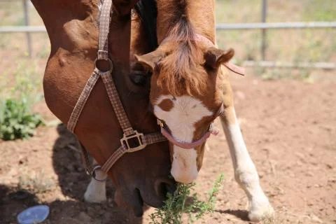 Filly and Mom Stock Photos