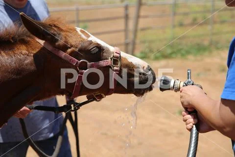 Filly and water hose Stock Photos