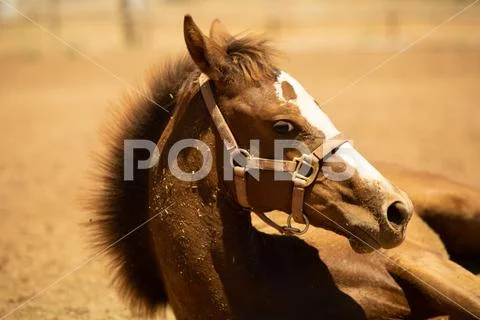 Filly Eyeballing Stock Photos