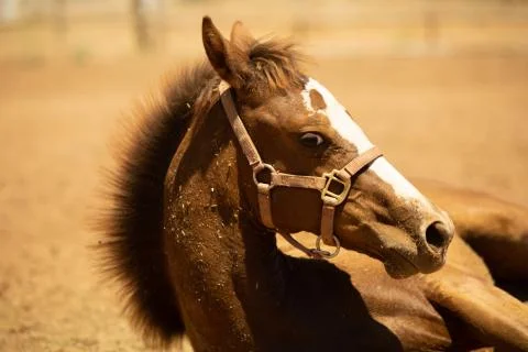 Filly Eyeballing Stock Photos