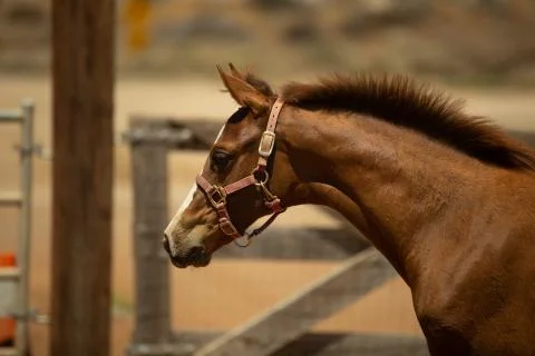 Filly Looking left Stock Photos