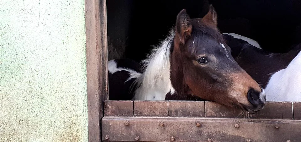 The filly Foto stock