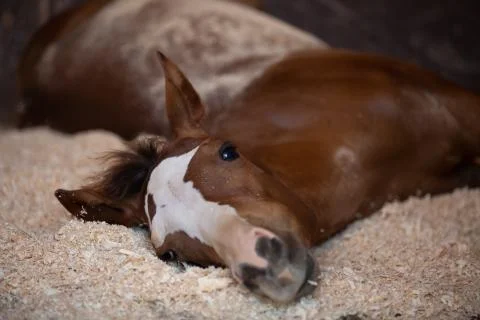 Filly resting Stock Photos