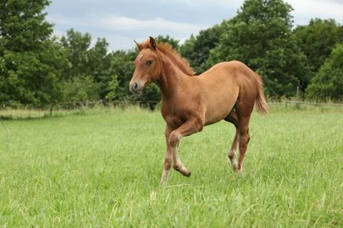 Filly of sorrel solid paint horse Stock Photos