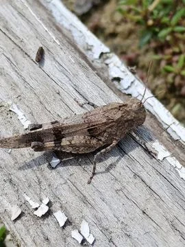 A filly in a tree Stockfoto's