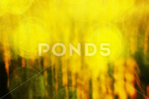 Film effect. Defocused flowers and grass for background. Blurred and de focus Stock Photos
