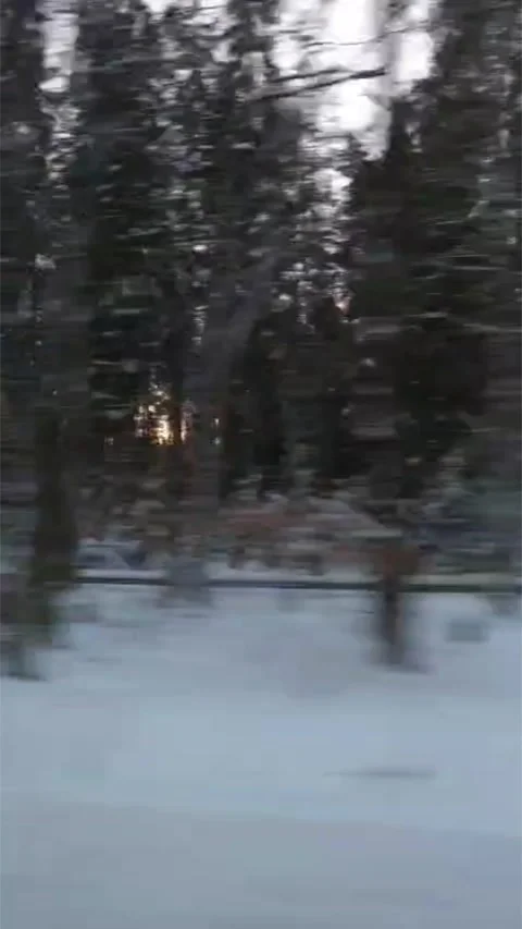 Filmed from the side window of a car, trees and snow pass by, near Schoonloo Stock Footage 326215587