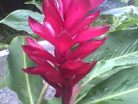 Filming 2 beautiful red alpine flowers with raindrops in sequence Stock Footage 163678042