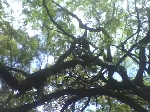 Filming a big tree in the science museum, beyond the sky and clouds Stock Footage 162283378