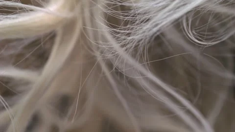 Filming blond hair in macro, the camera moves slowly as if within the stran.. Stock-Footage 280036285