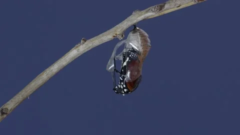 Filming on a blue screen of a Monarch Butterfly emerges from the pupa Stock Footage 201859914