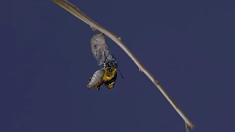 Filming on a blue screen of a Monarch Bu... | Stock Video | Pond5