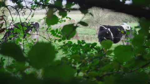 Filming of cows on the meadow behind some green leaves Stock Footage 97072192