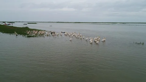 Filming earian over a bird table in the Danube Delta Stock Footage 98420073