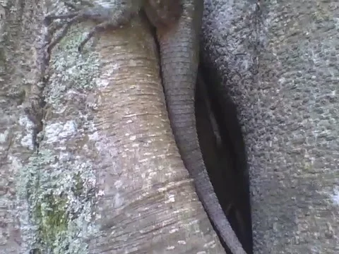 Filming a large gecko on the tree, starting from the tail to the head! Stock Footage 163678818