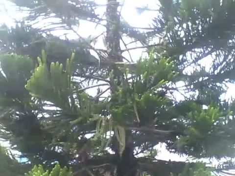 Filming a large pine tree from the beginning to end, on a sunny day Stock Footage 160232132
