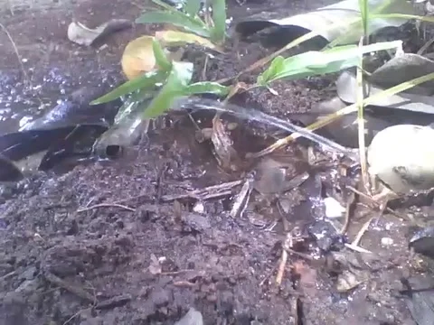 Filming a leaf being wet by a jet of water, there are ants on the ground Video stock 162283488