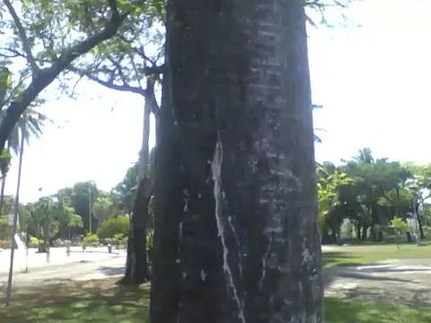 Filming a palm tree in the park, it must be over 10 meters tall! Stock Footage 163680095