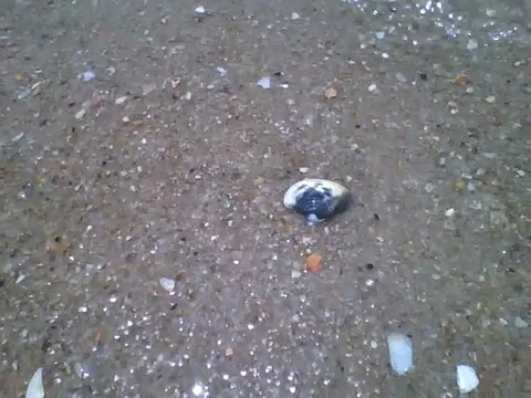 Filming a shellfish receiving the waves of the sea at the edge of the beach Stock Footage 162147212