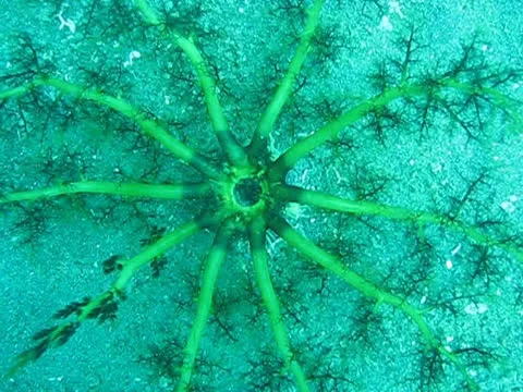 Filter feeder Stock Footage 26401599