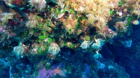 Filter feeders 01 스톡 동영상 93303069