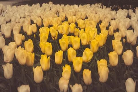 Filtered and blured image of spring yellow tulips in a garden Stock Photos