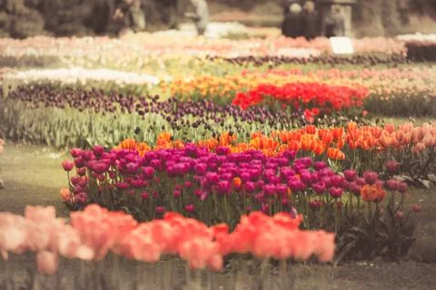 Filtered and blured image of spring tulips in a garden Stock Photos