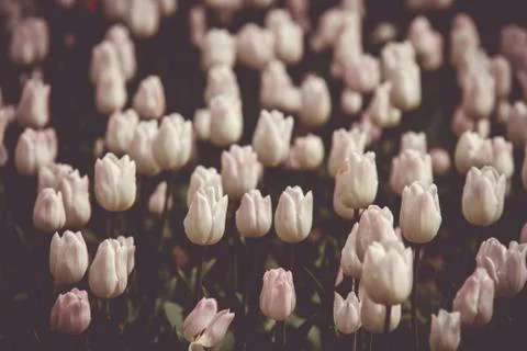 Filtered and blured image of spring tulips in a garden Stock Photos