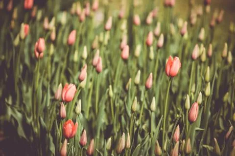 Filtered and blured image of spring tulips in a garden Stock Photos