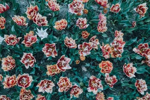 Filtered backgoud image presenting interesting tulip flowers taken from above Stock Photos
