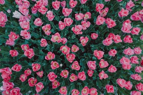 Filtered backgoud image presenting ping tulip flowers taken from the top Stock Photos