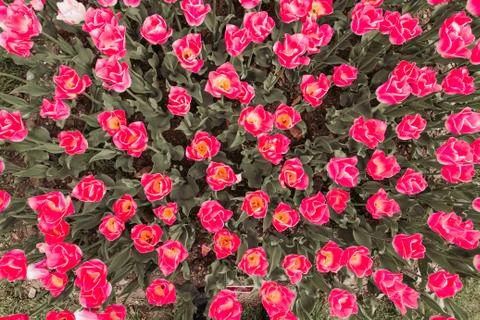 Filtered backgoud image presenting ping tulip flowers taken from above Stock Photos