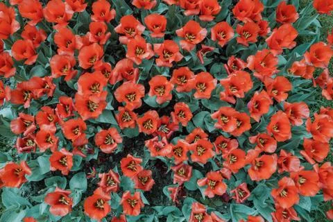 Filtered backgoud image presenting red tulip flowers taken from above Stock Photos
