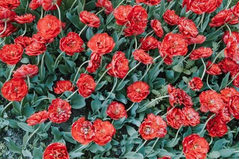 Filtered backgoud image presenting red tulip flowers taken from above Stock Photos