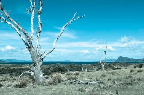 Filtered image dead tree remote coast country Stock-Fotos